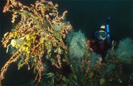 Diving around Stewart Island, New Zealand