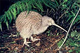 Stewart Island Kiwi, New Zealand