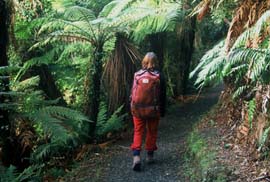 Tramping on Stewart Island, New Zealand