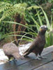 Kaka, Stewart Island, New Zealand