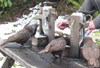 Kaka, Stewart Island, New Zealand