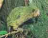 Kakapo, Stewart Island, New Zealand