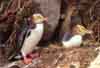 Yellow-eyed Penguins, Stewart Island, New Zealand