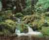 Rainforest Stream, Stewart Island, New Zealand