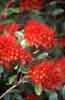 Rata Flowers, Stewart Island, New Zealand