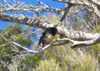 Stewart Island Robin (Toutouwai), Stewart Island, New Zealand