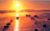 Boats In The Sunset, Stewart Island, New Zealand