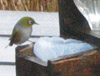 Waxeye, Stewart Island, New Zealand