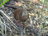 Weka, Stewart Island, New Zealand