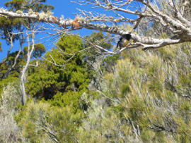 Ulva Island, Stewart Island, New Zealand, birdwatching